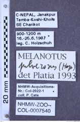 Etiketten zu Melanotus pulverosus (NHMW-ZOO-COL-0007540)